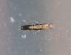 Cosmopterix pulchrimella